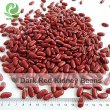 2021 Crop Dry Canned British Red Kidney Bean